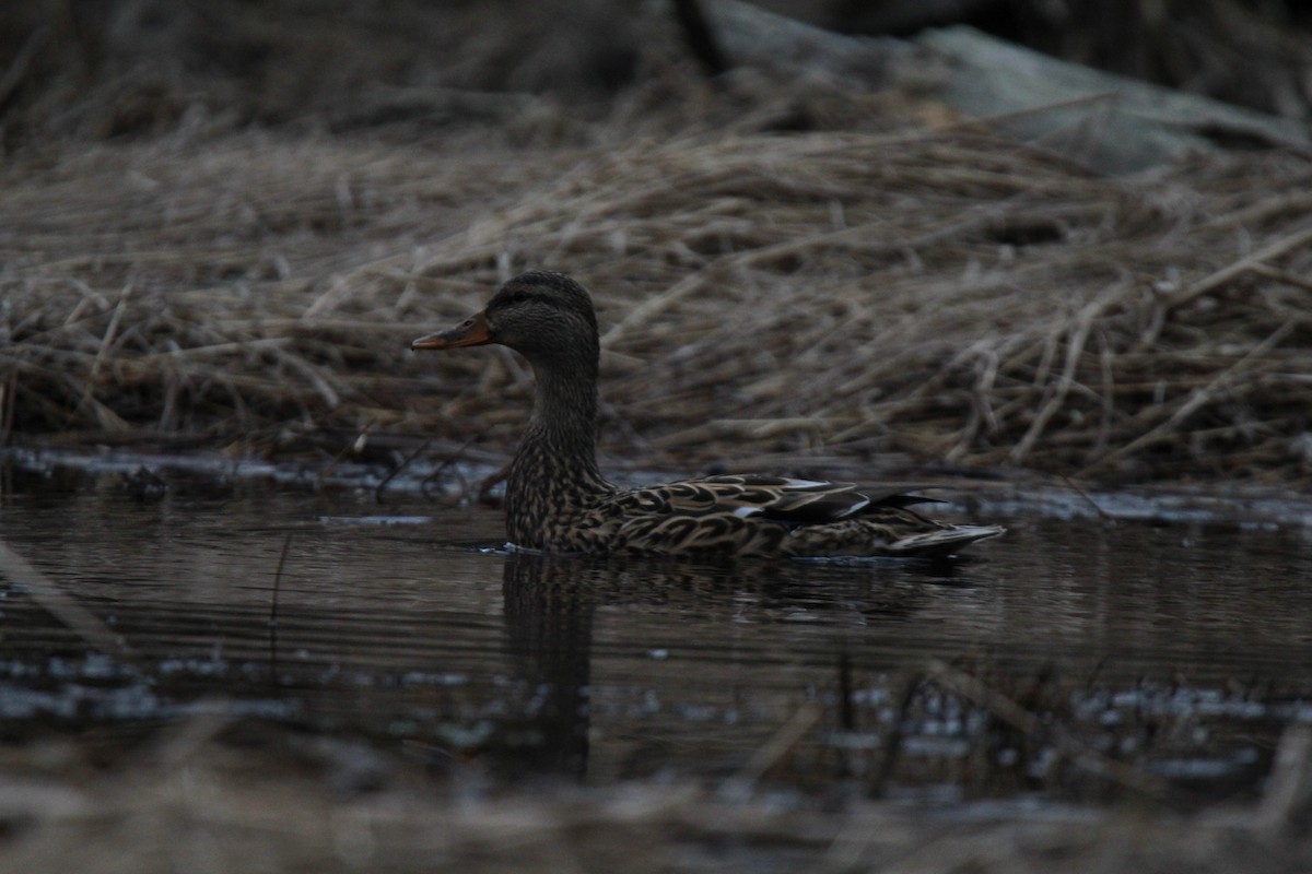 マガモ - ML616124446