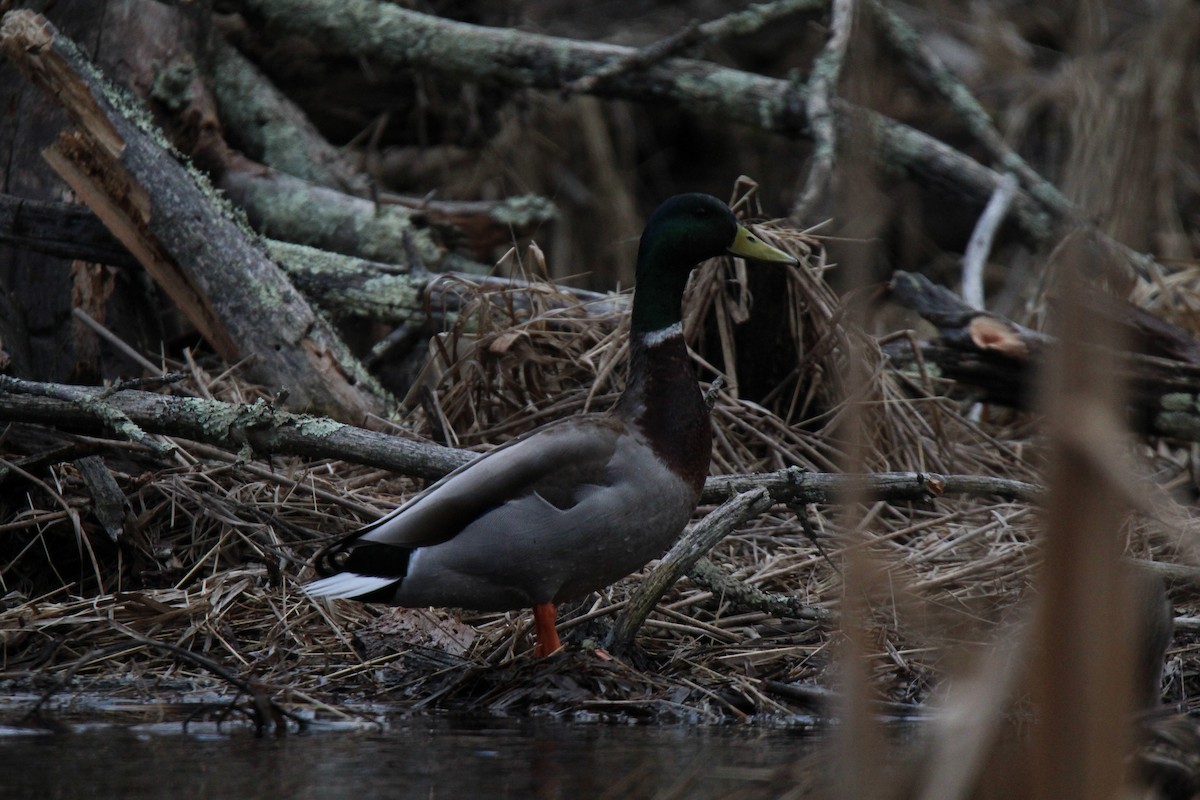 マガモ - ML616124447