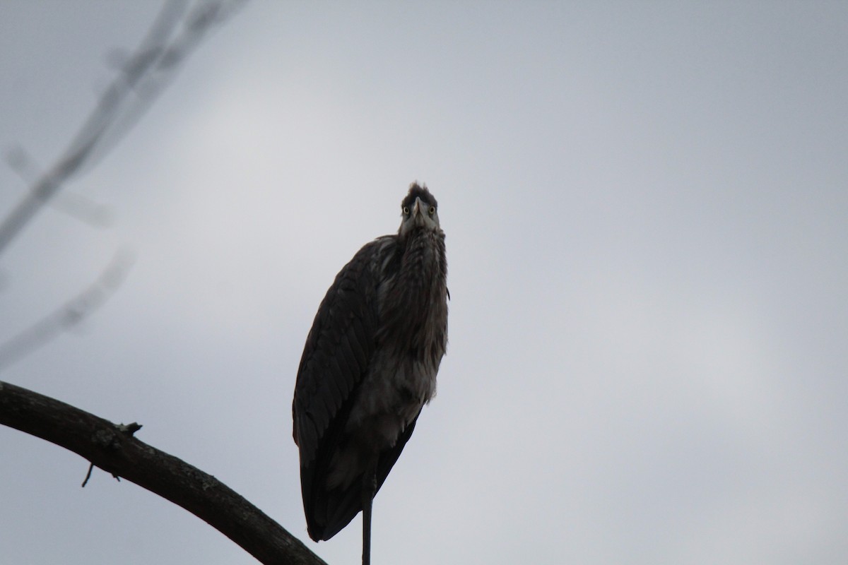 Great Blue Heron - ML616124482