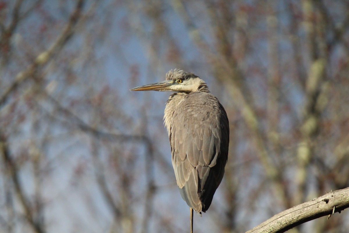 オオアオサギ - ML616124484