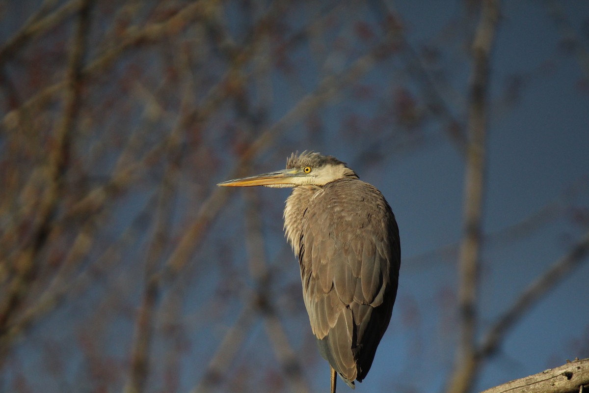 オオアオサギ - ML616124485