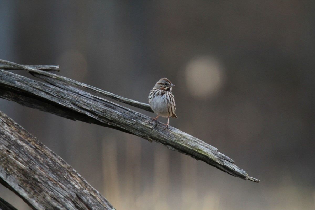 ウタスズメ - ML616124497