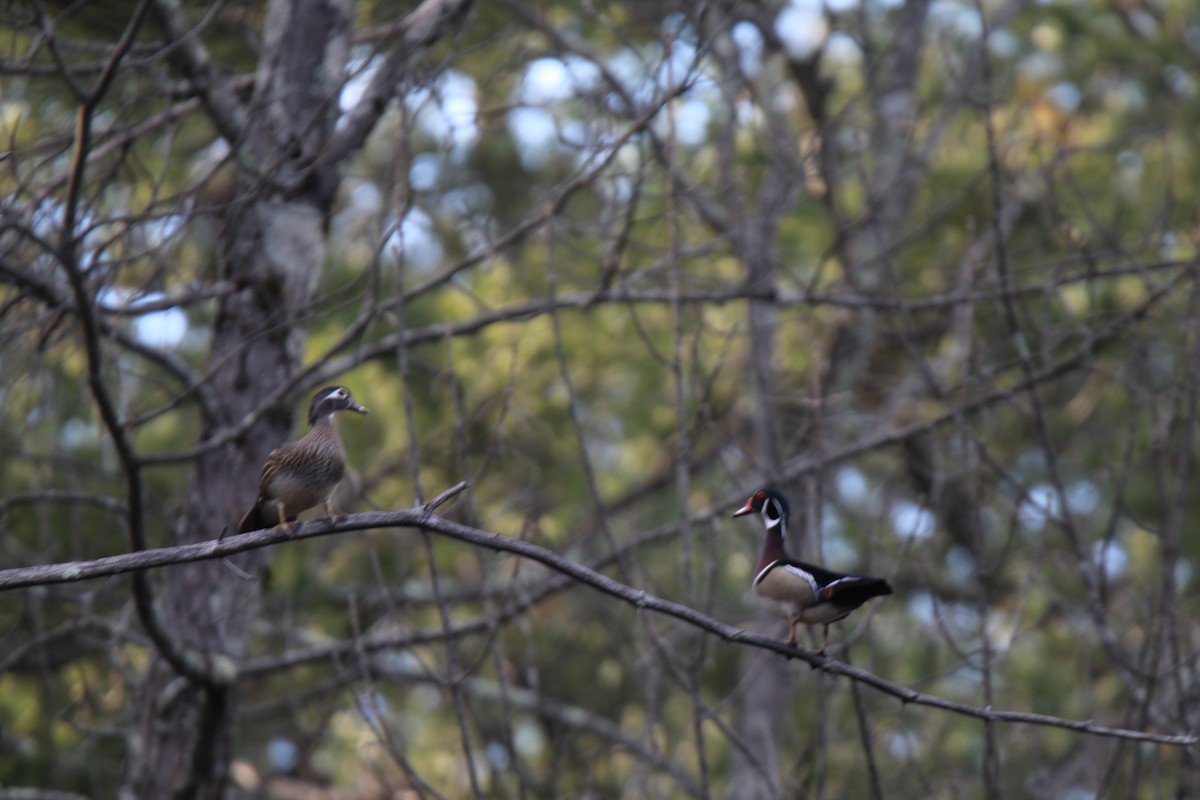 アメリカオシ - ML616124511