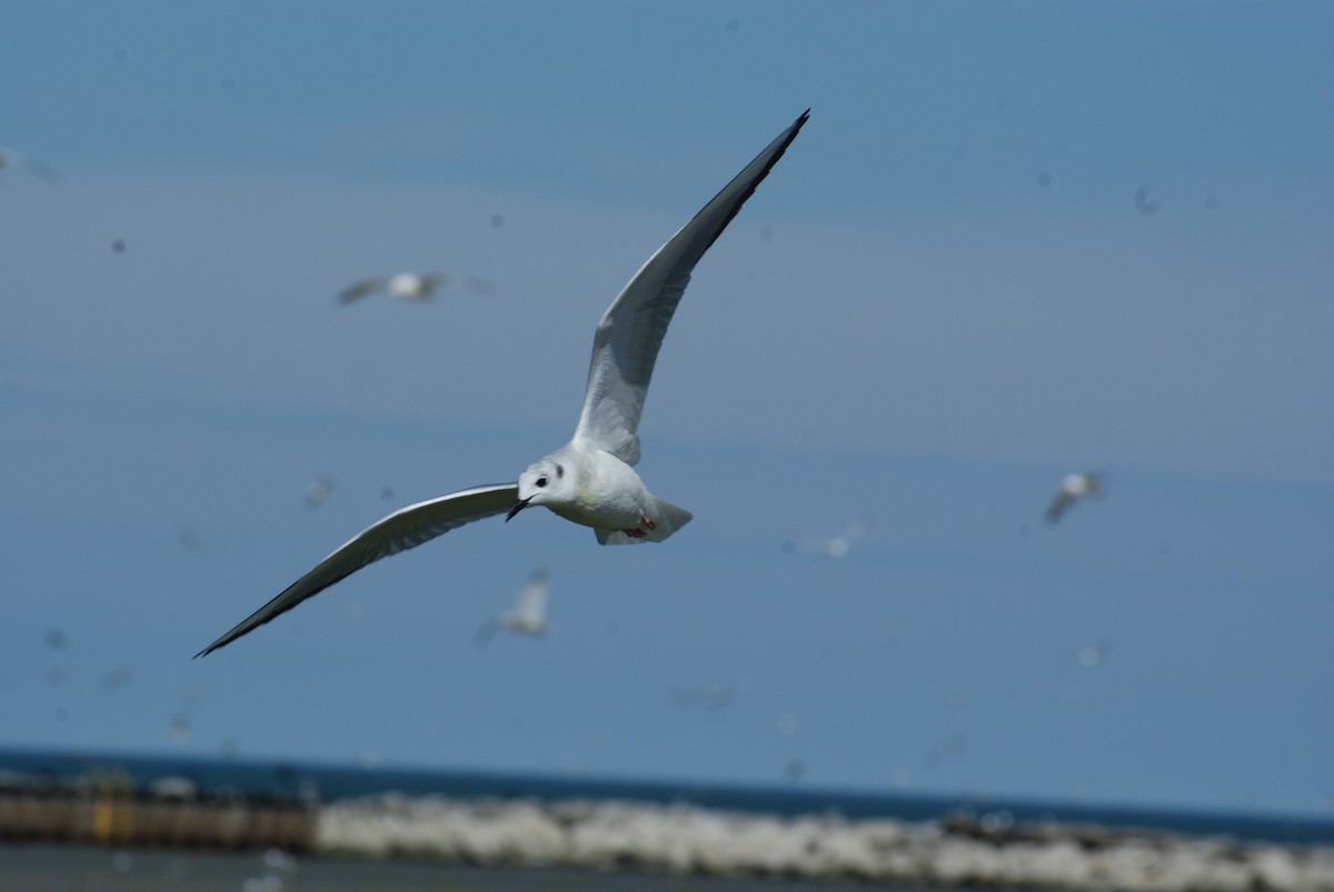 Bonaparte's Gull - ML616124581