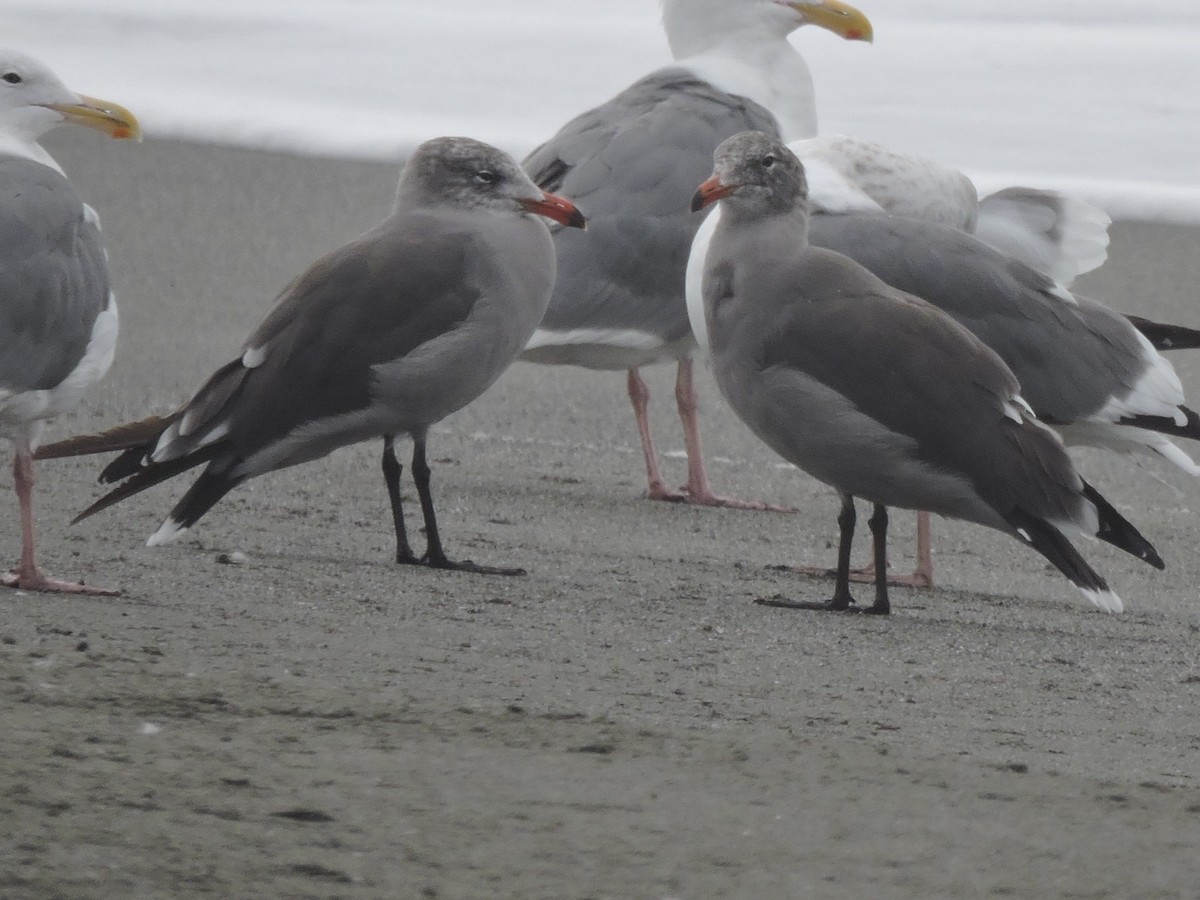 Heermann's Gull - ML616124590