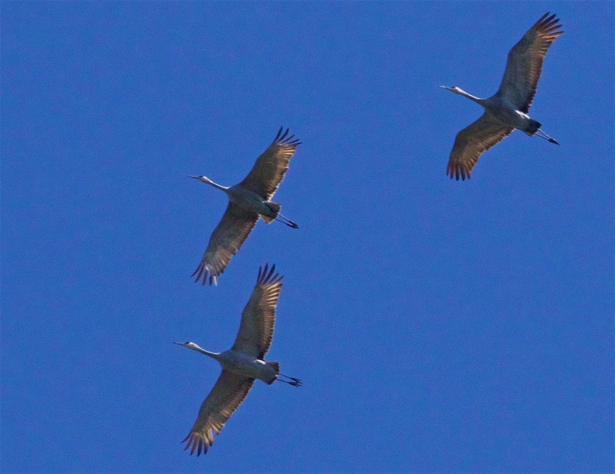 Sandhill Crane - ML616124661