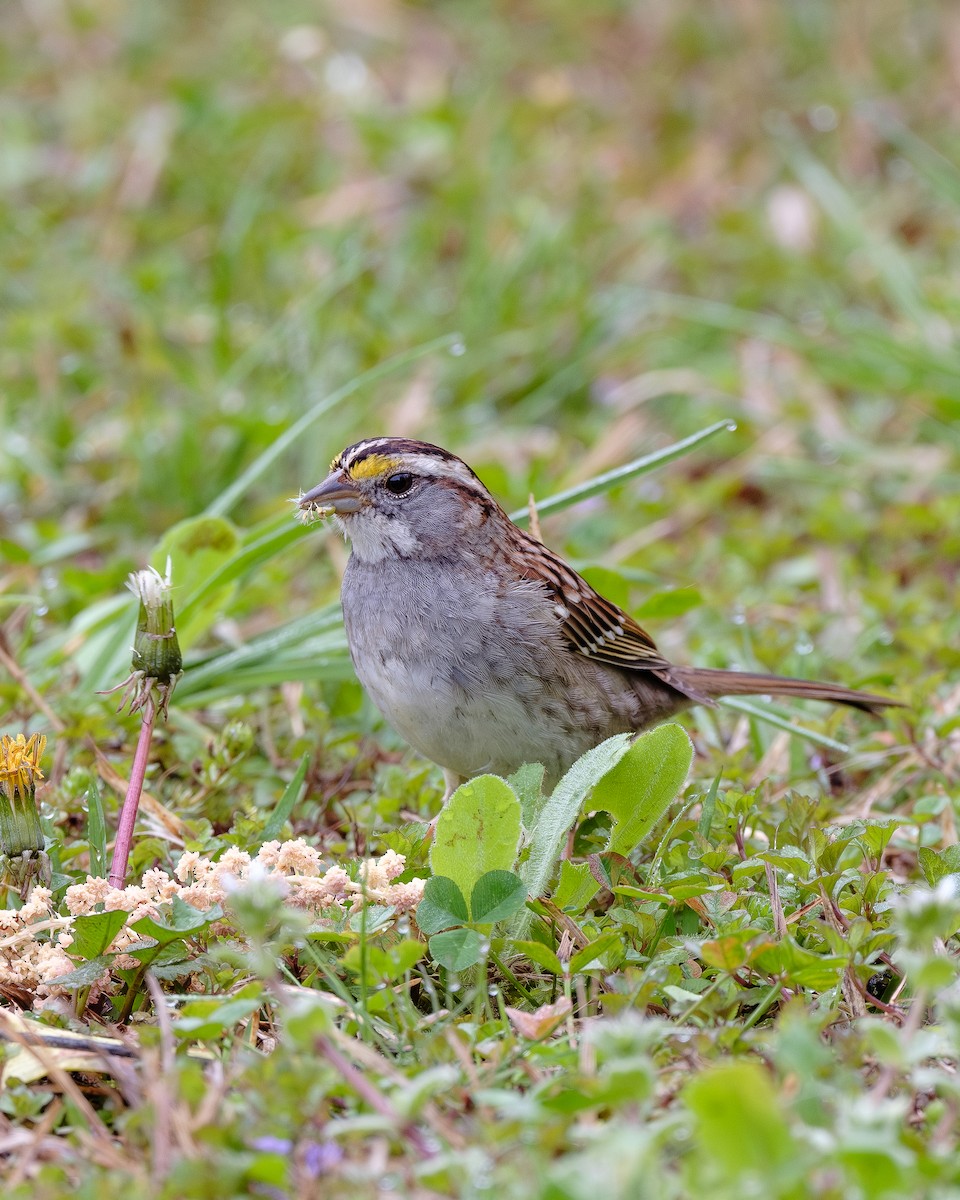 White-throated Sparrow - Sheng Jiang
