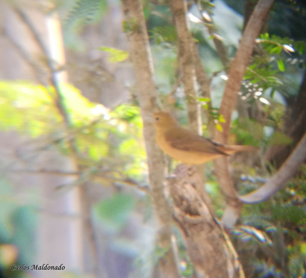 Summer Tanager - ML616124691