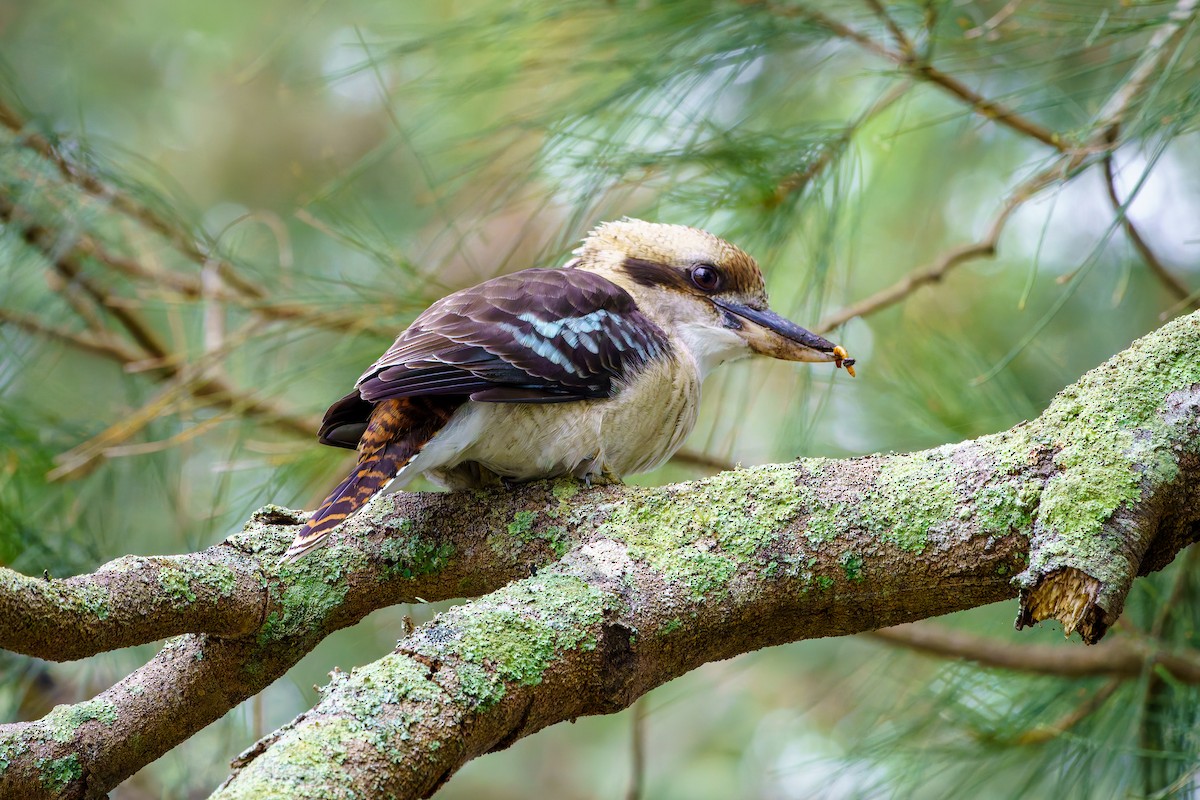 Laughing Kookaburra - James Churches