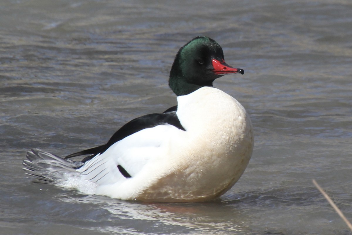 Common Merganser - ML616124726