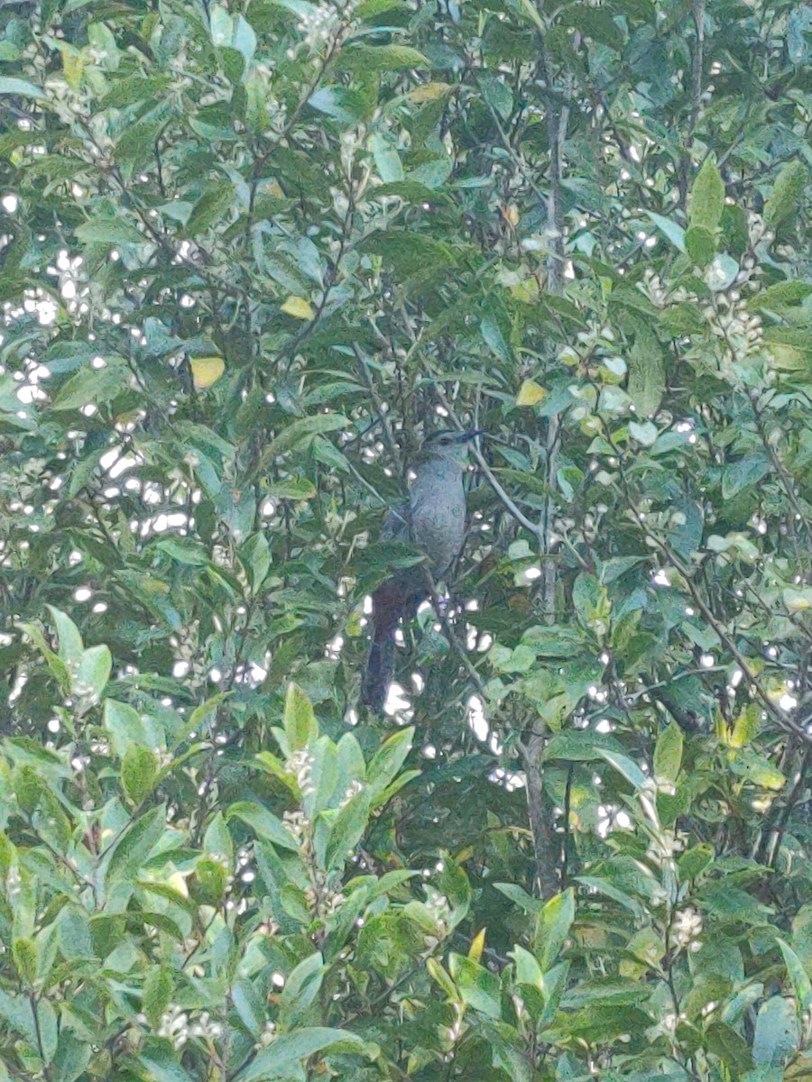 Gray Catbird - ML616124762