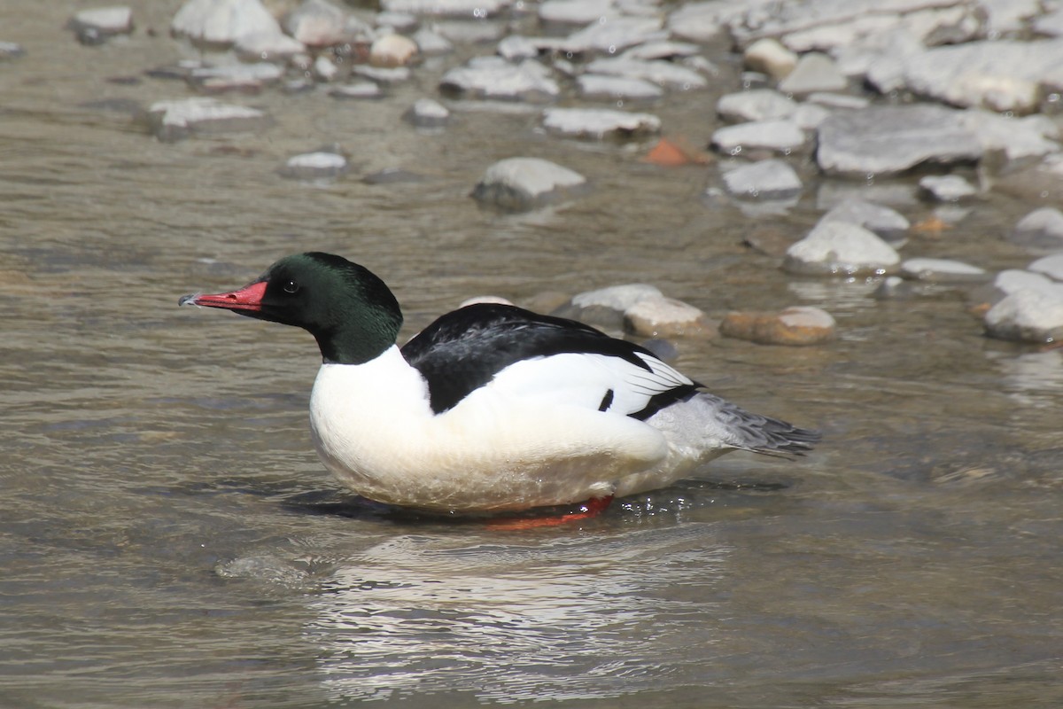 Common Merganser - ML616124763