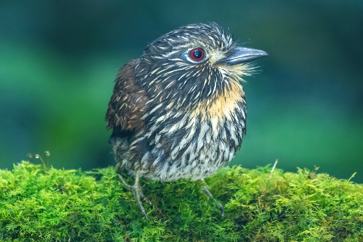 Black-streaked Puffbird - ML616124765