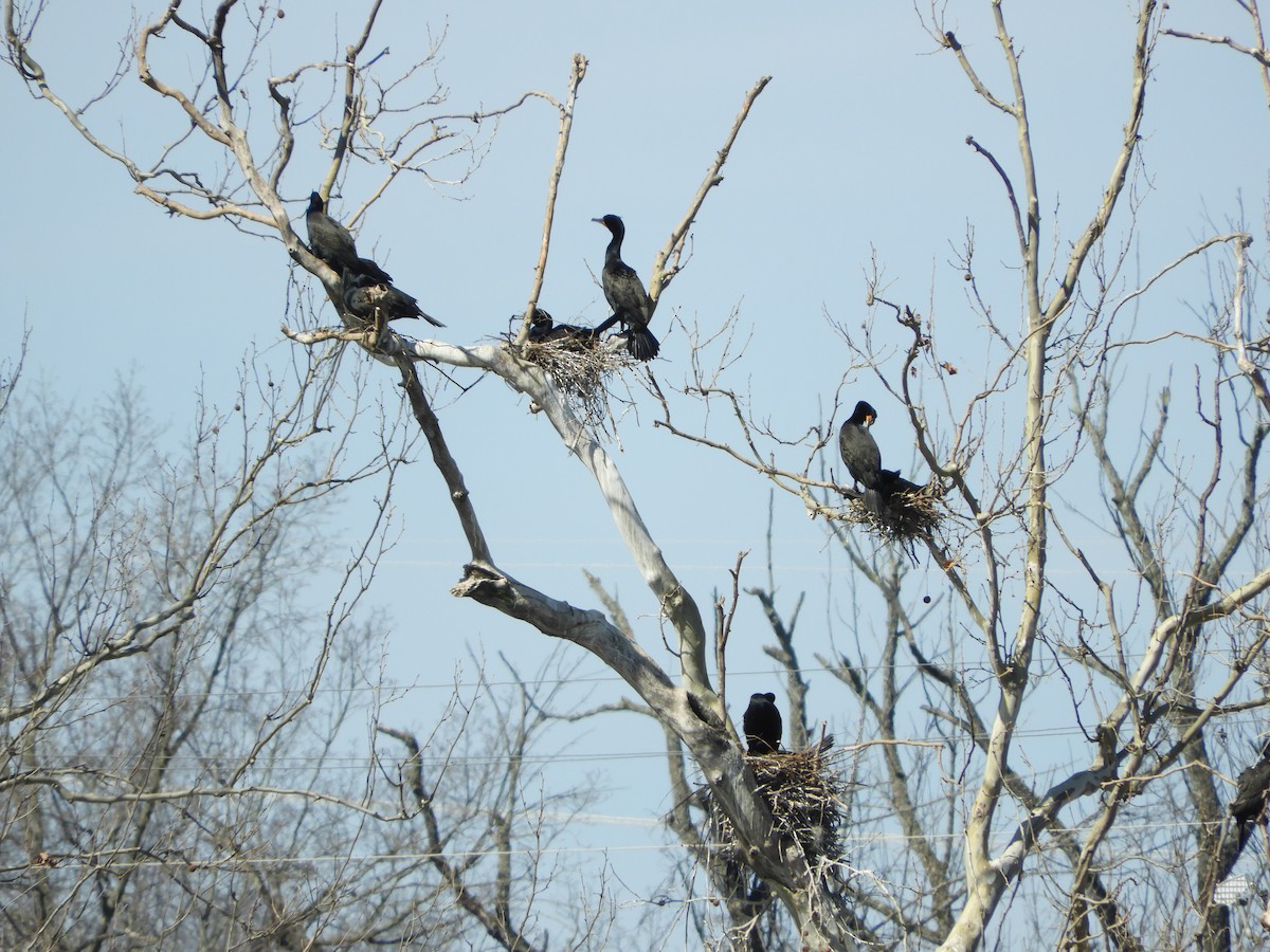 Double-crested Cormorant - Rex Graham