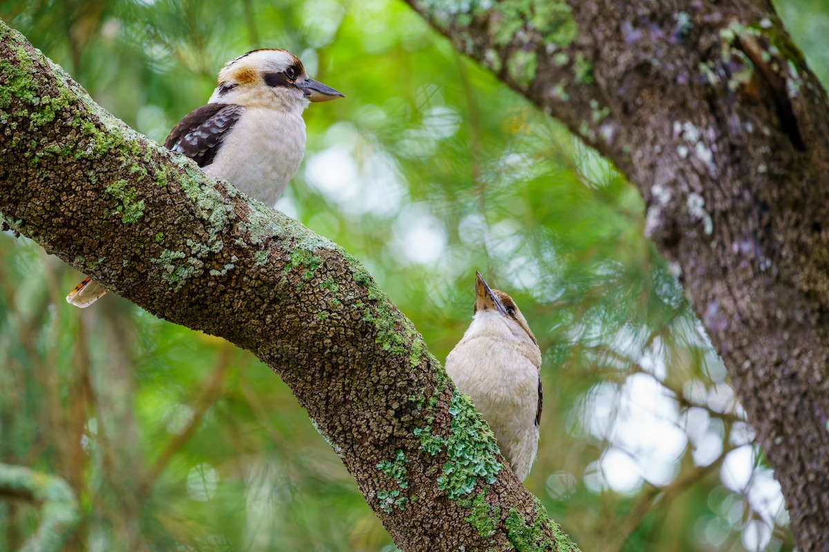 Laughing Kookaburra - James Churches