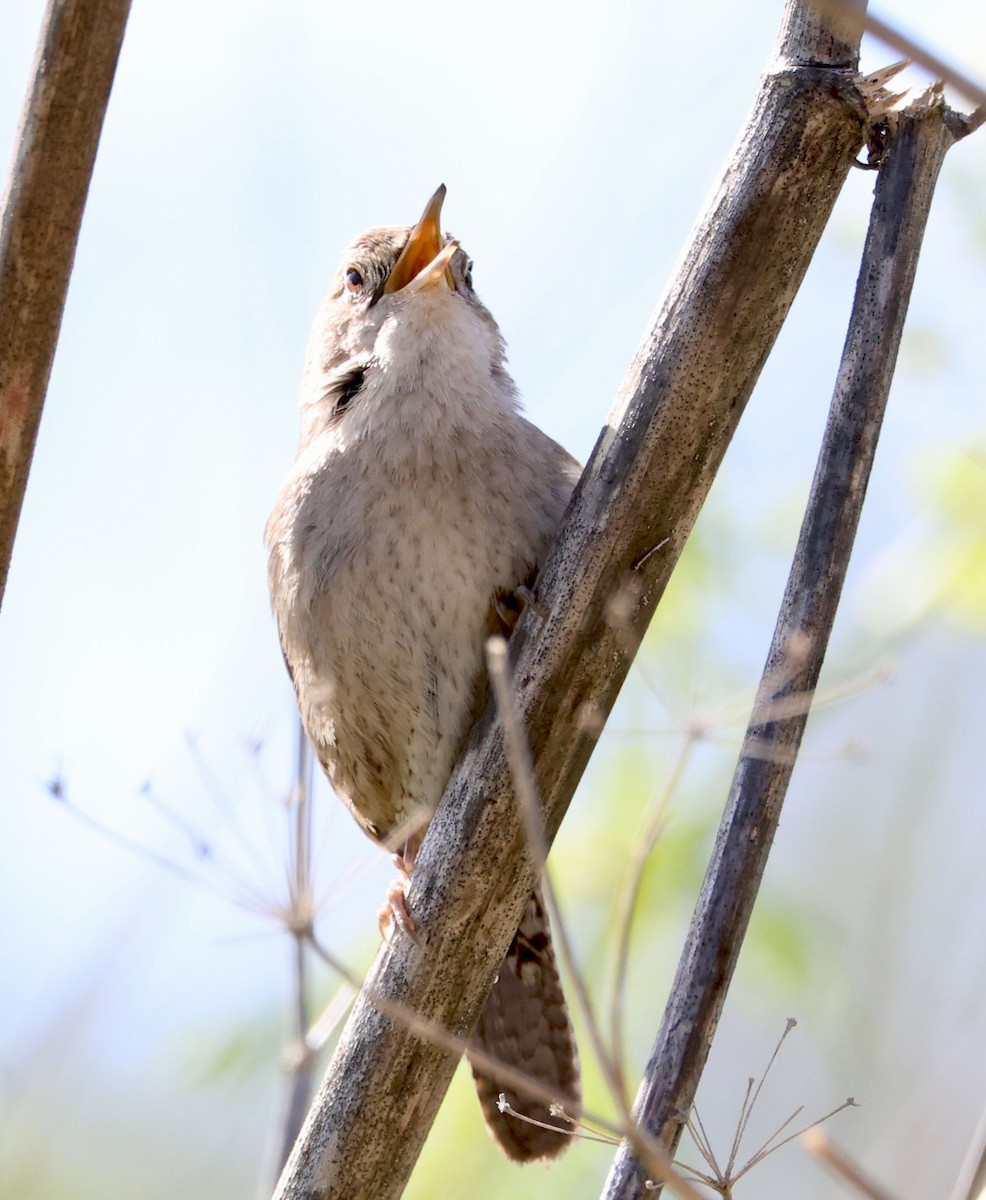 House Wren - ML616124849