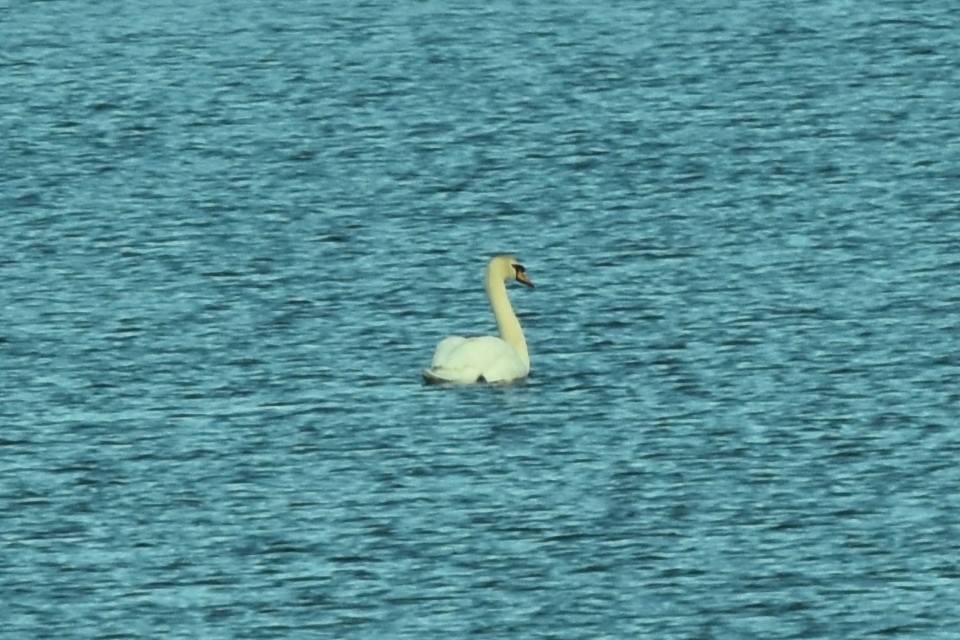 Cygne tuberculé - ML616124860