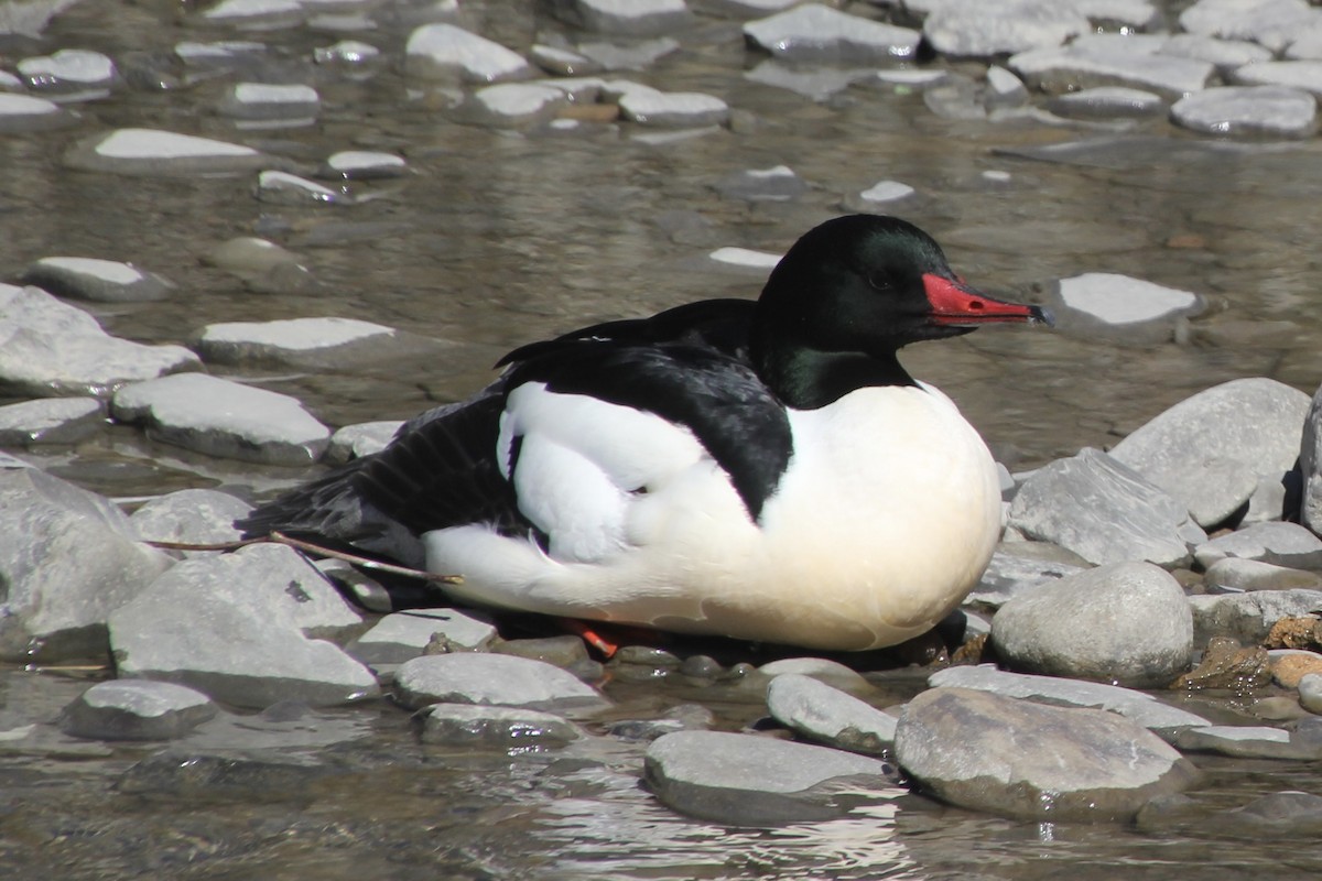 Common Merganser - ML616124863