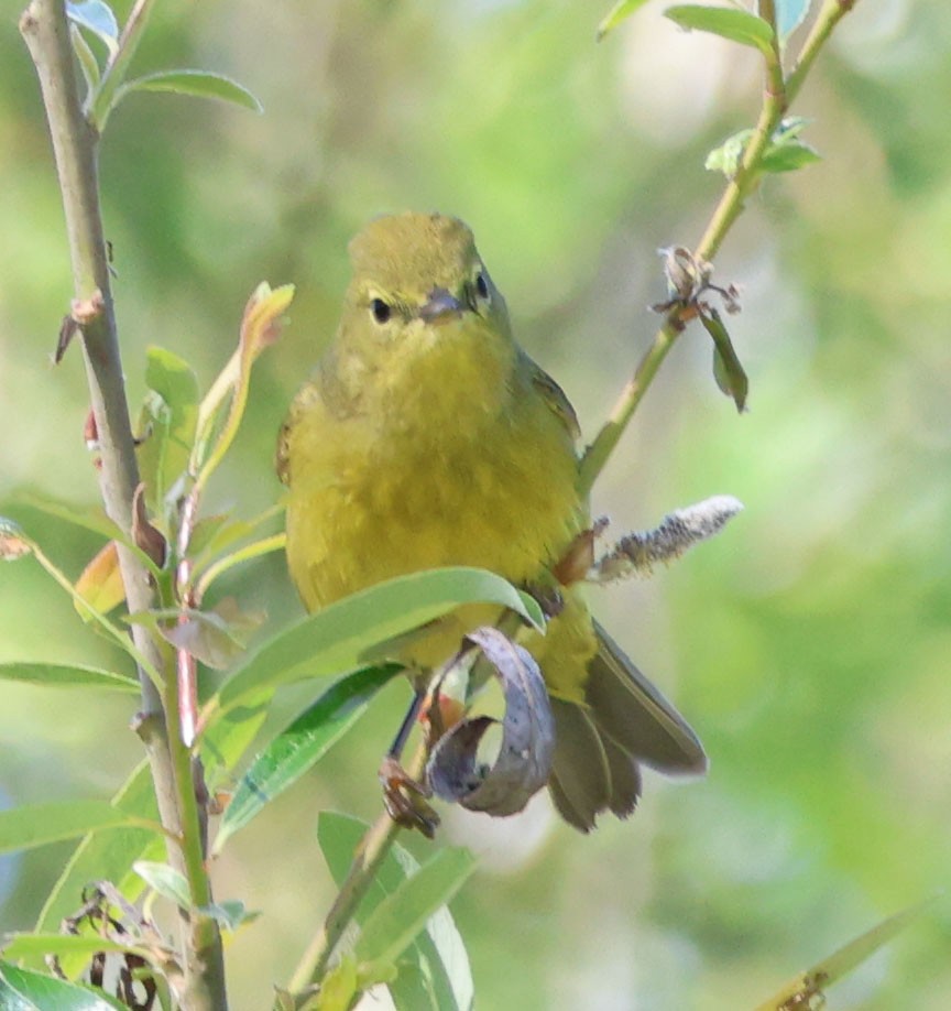 Orange-crowned Warbler - ML616124866