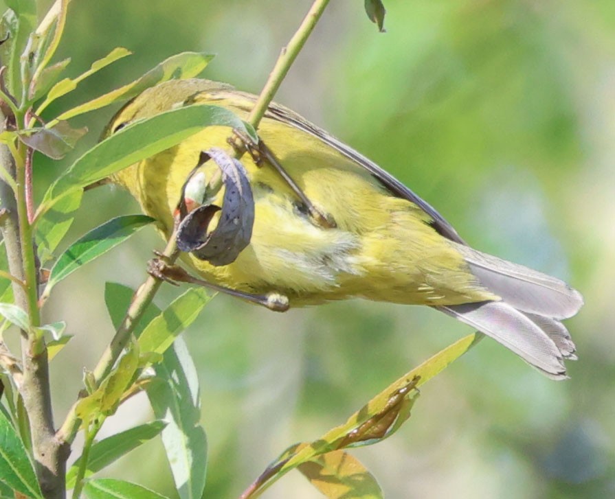 Orange-crowned Warbler - ML616124867