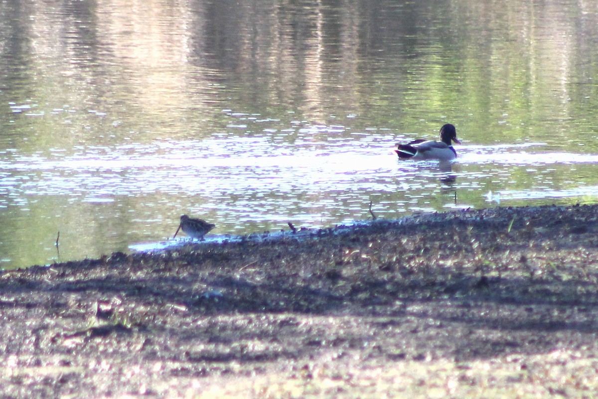 Wilson's Snipe - ML616124904