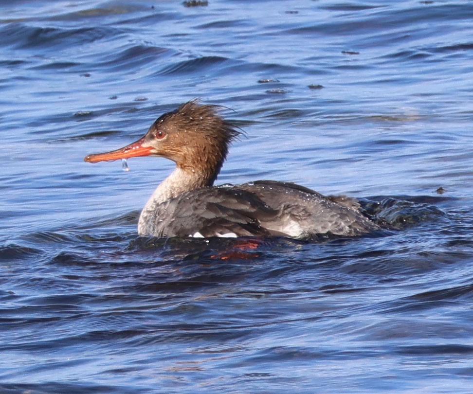 Red-breasted Merganser - ML616124906