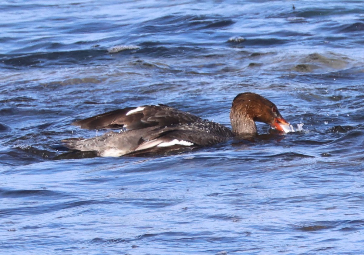 Red-breasted Merganser - ML616124907