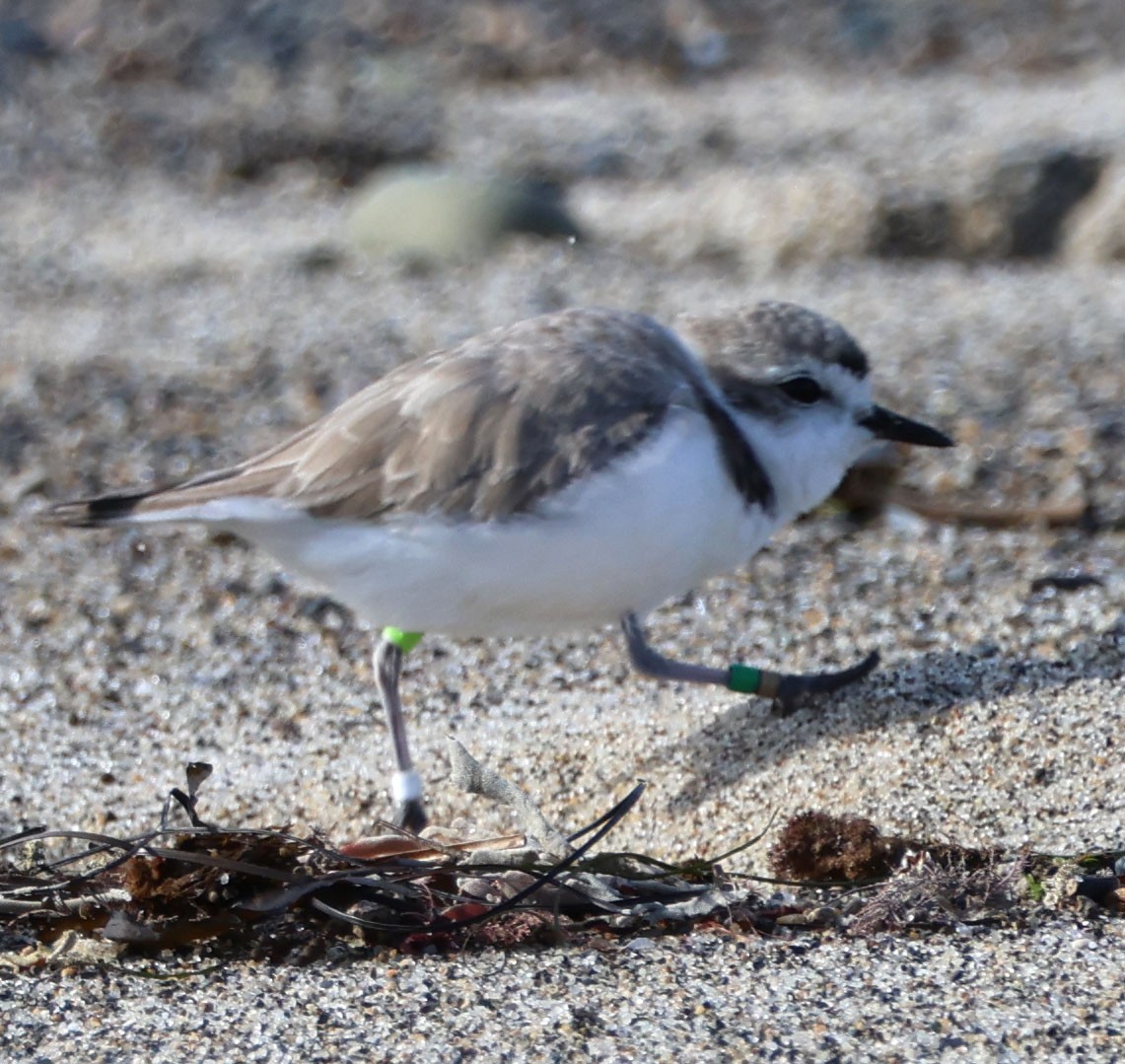 Snowy Plover - Diane Etchison