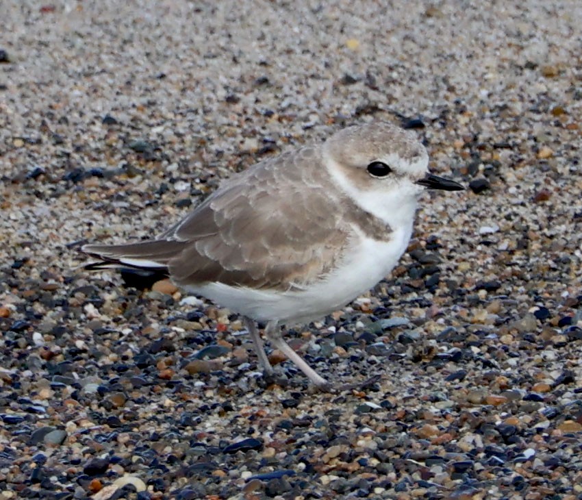 Snowy Plover - ML616124912