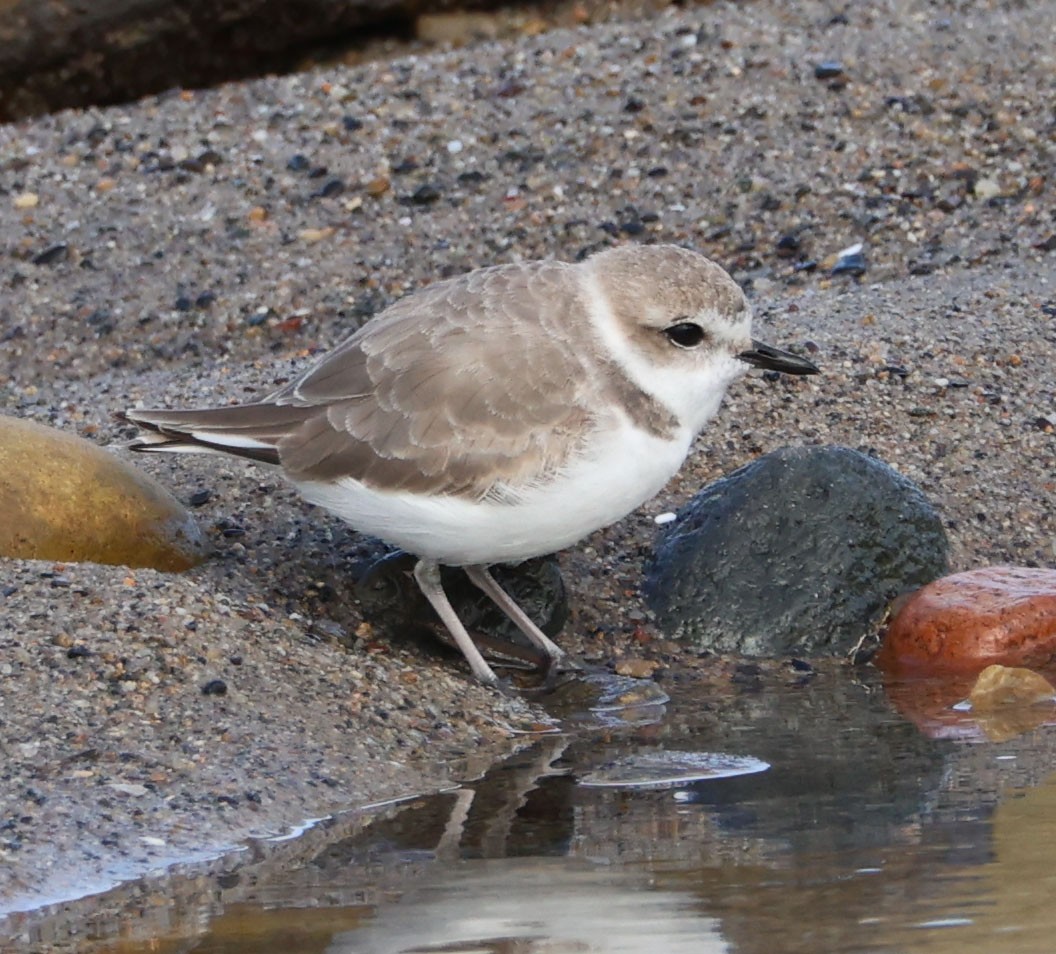 Snowy Plover - ML616124913