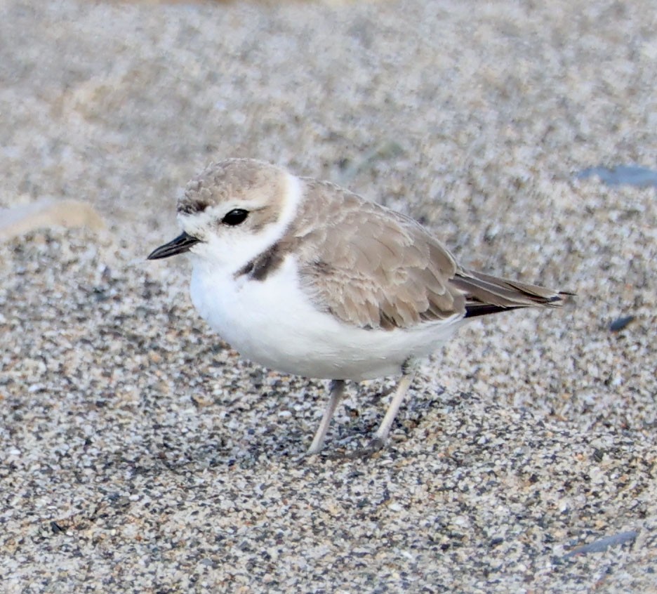 Snowy Plover - ML616124914