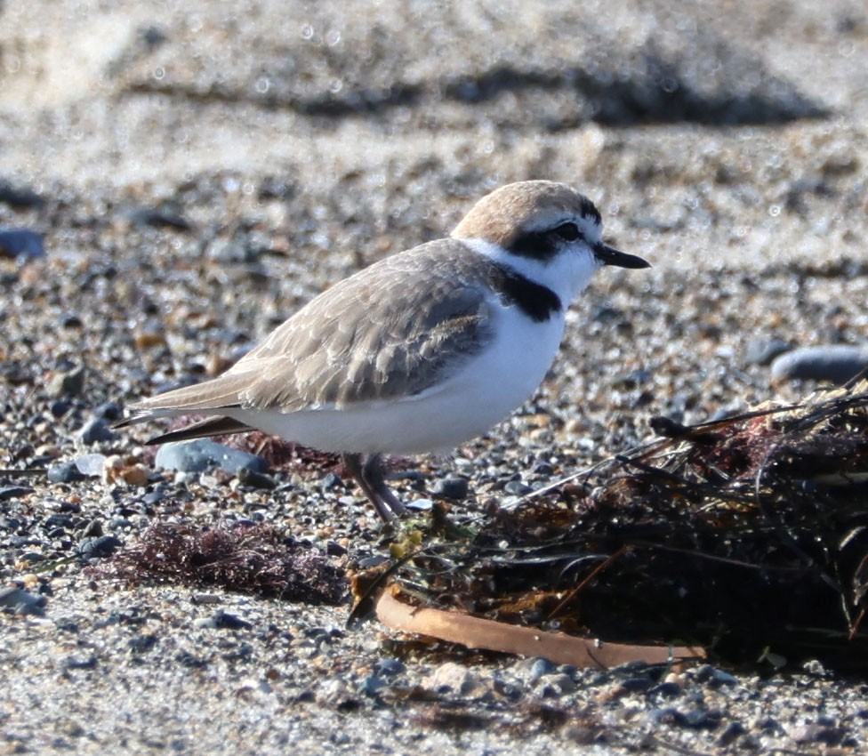 Snowy Plover - ML616124915