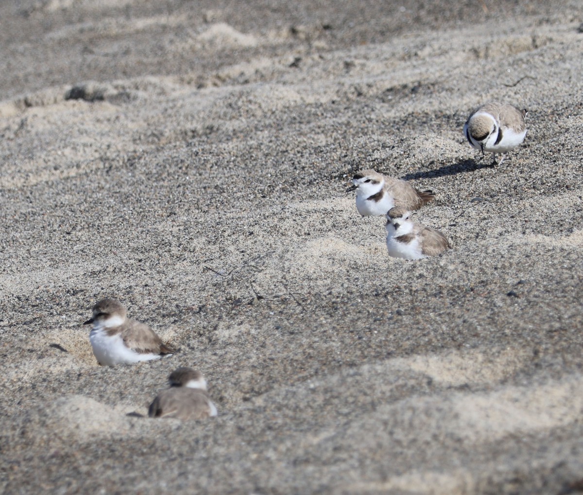 Snowy Plover - ML616124918