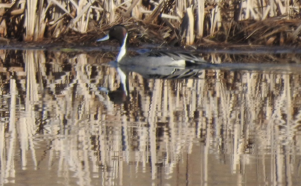 Northern Pintail - ML616124921