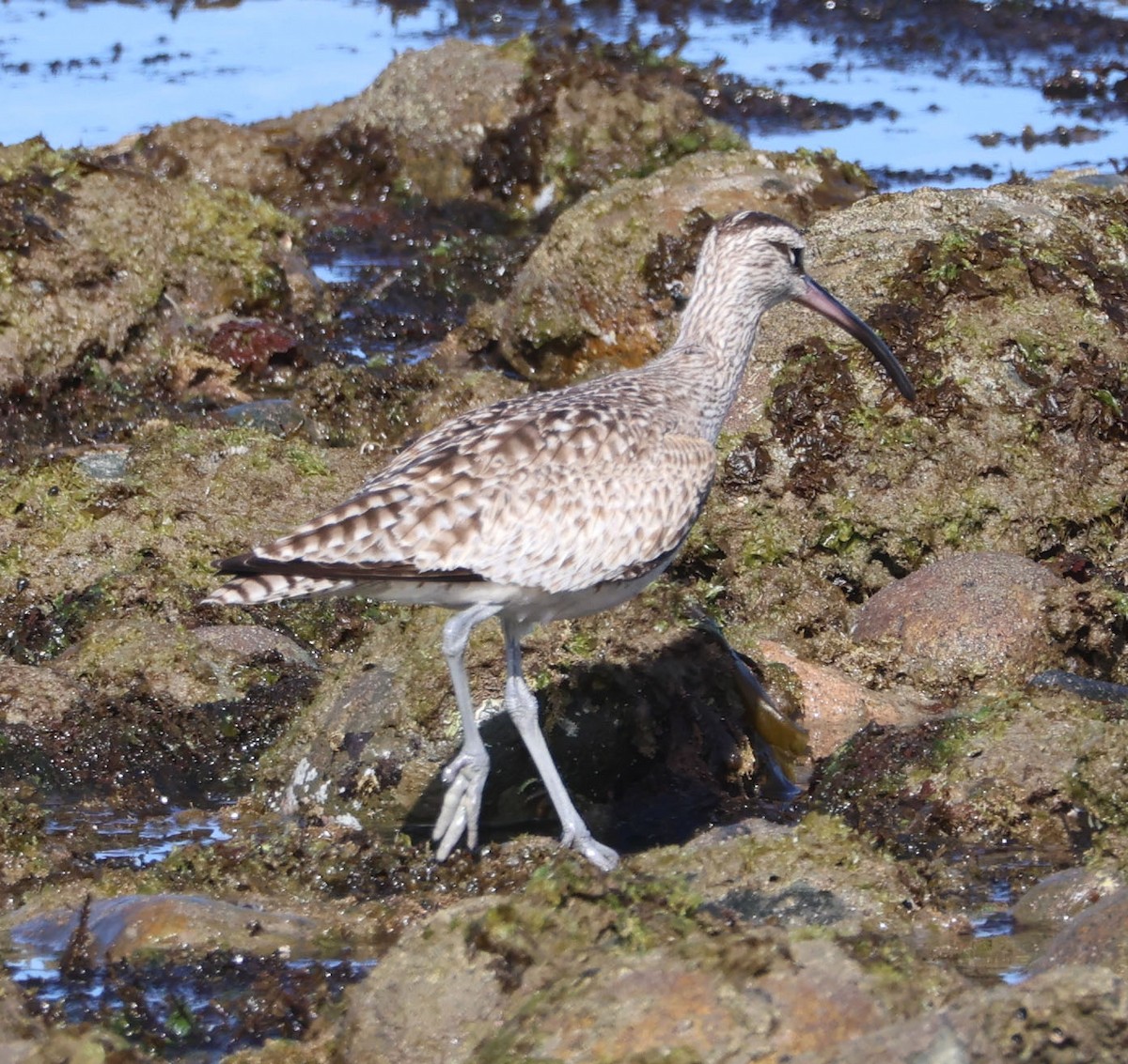 Whimbrel - ML616124925