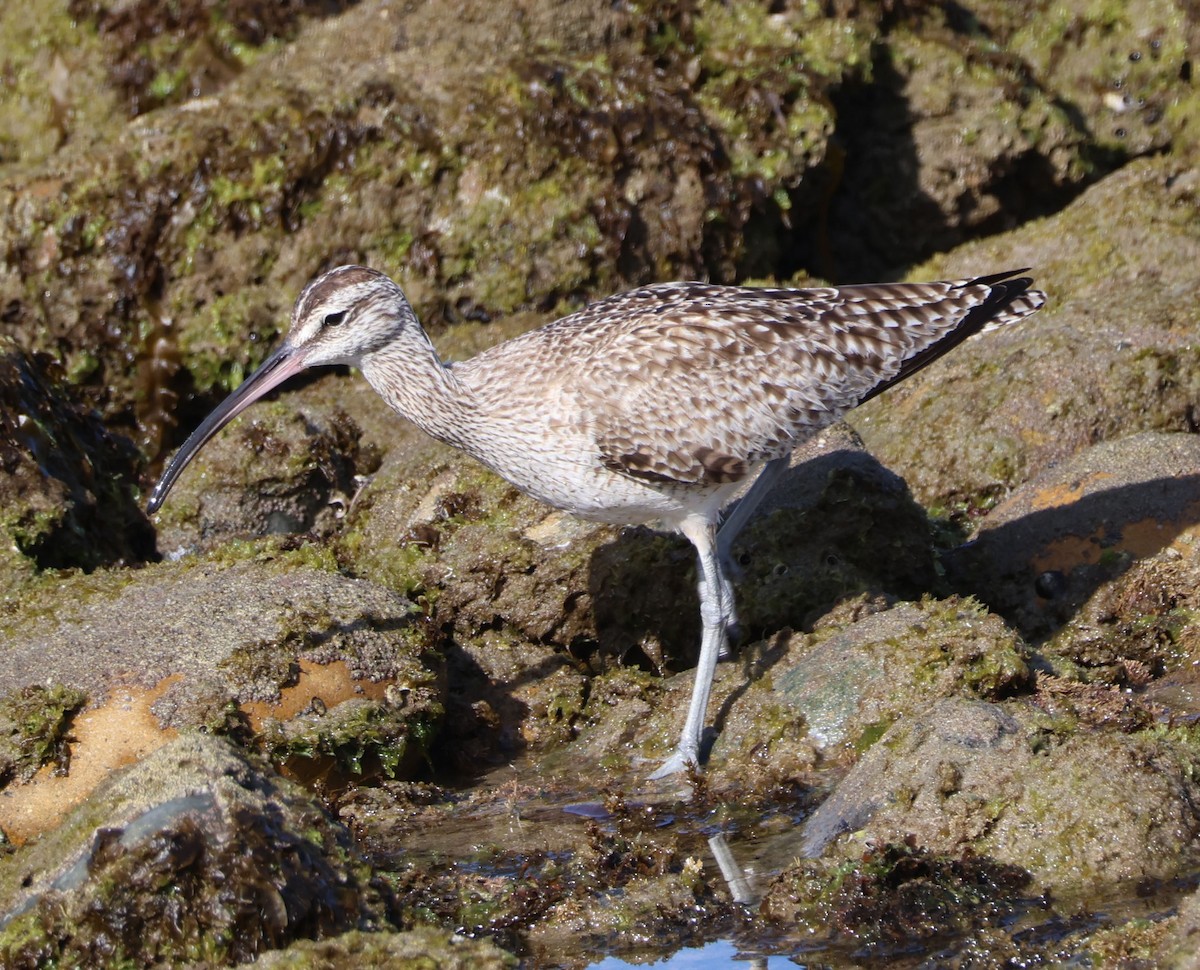 Whimbrel - ML616124926