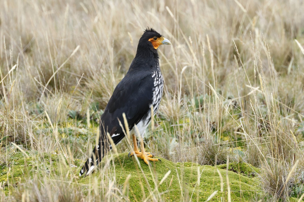 Carunculated Caracara - Lyle Hamilton