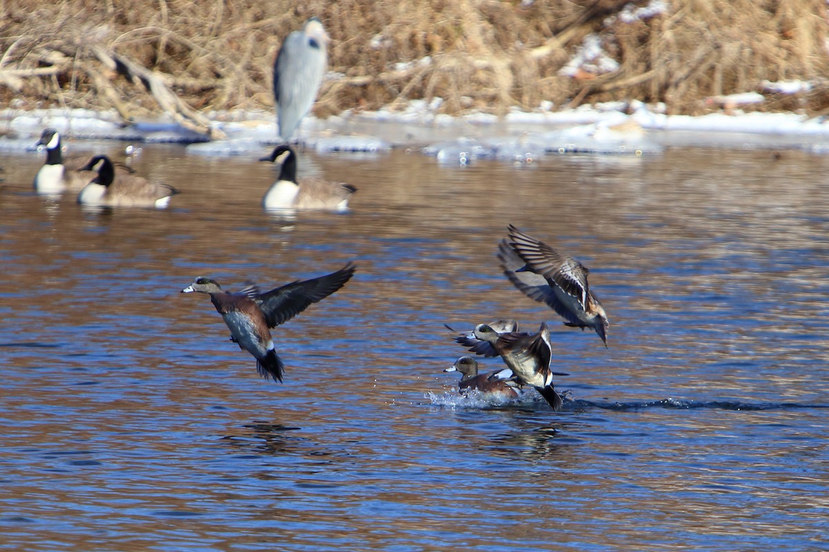 American Wigeon - ML616124937