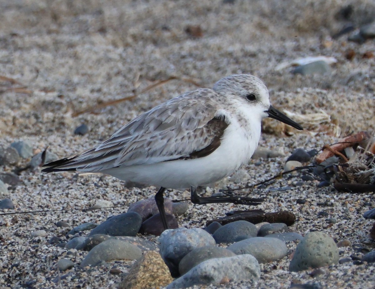 Sanderling - ML616124938