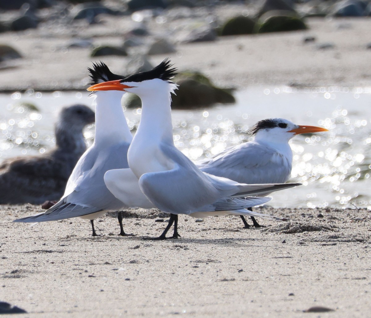 Royal Tern - ML616124950