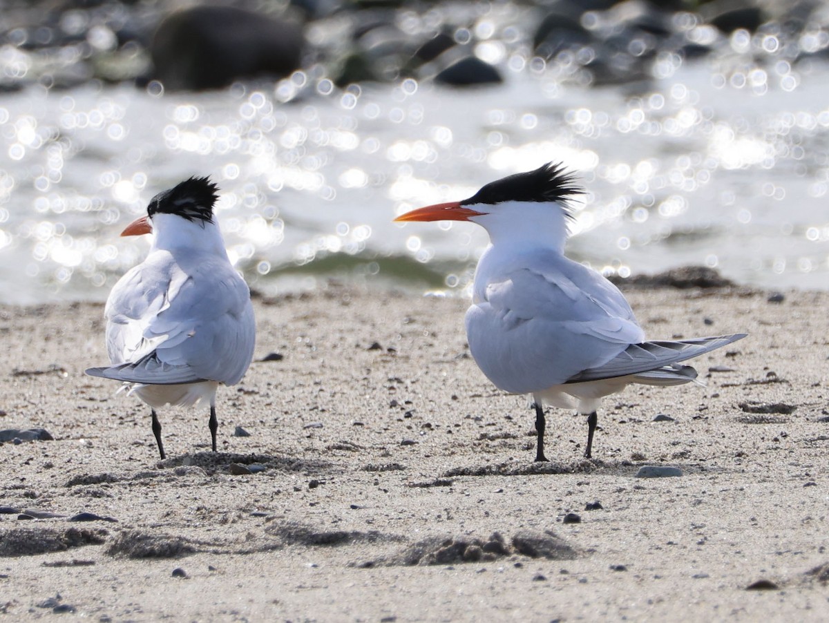 Royal Tern - ML616124951