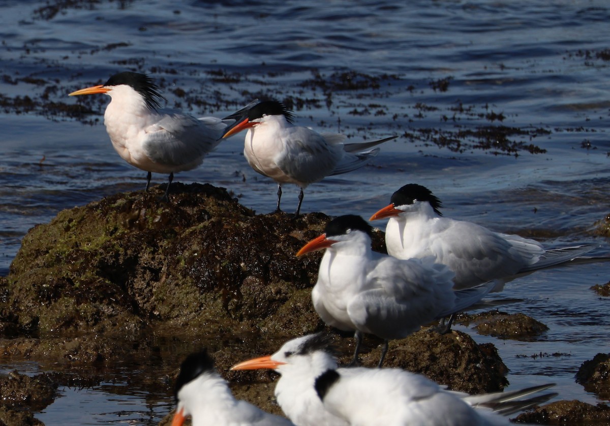 Royal Tern - ML616124952