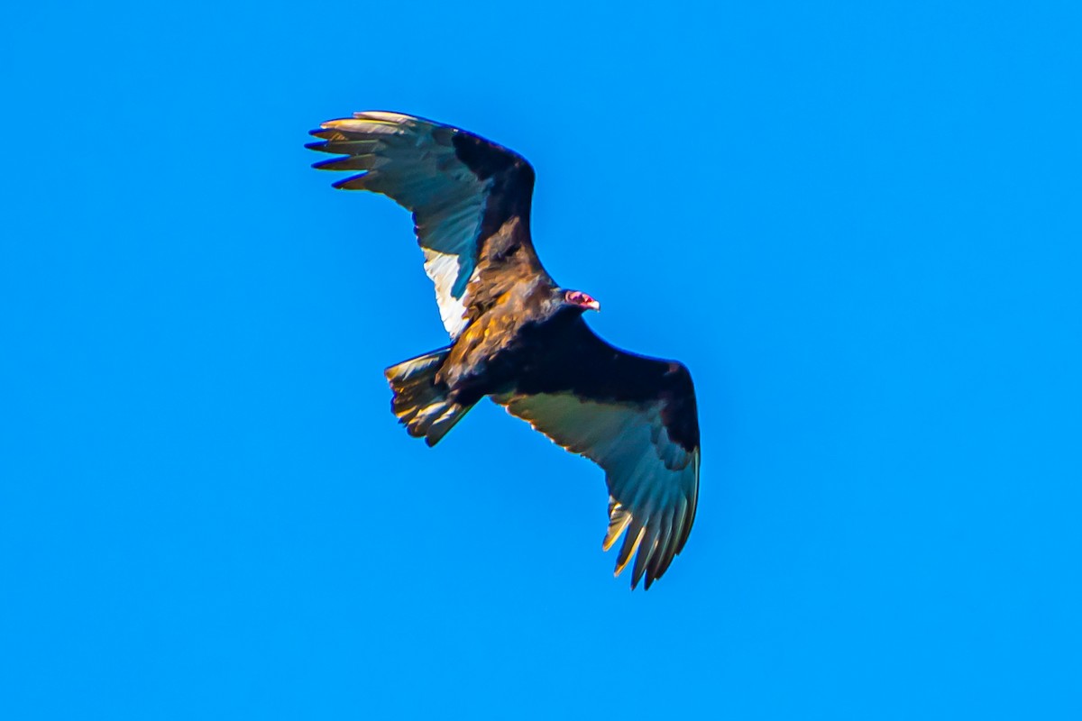 Turkey Vulture - ML616124965