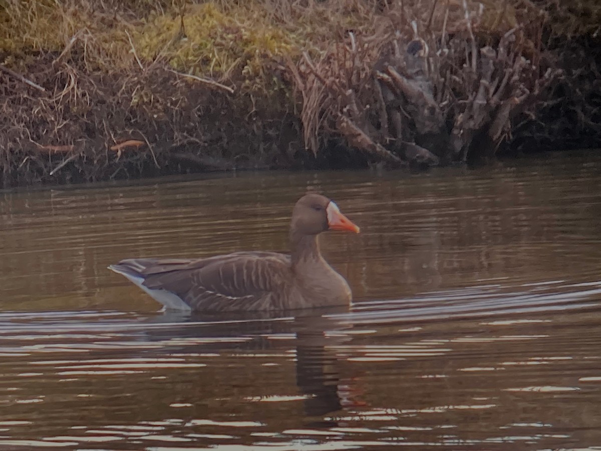 Greater White-fronted Goose - ML616124986