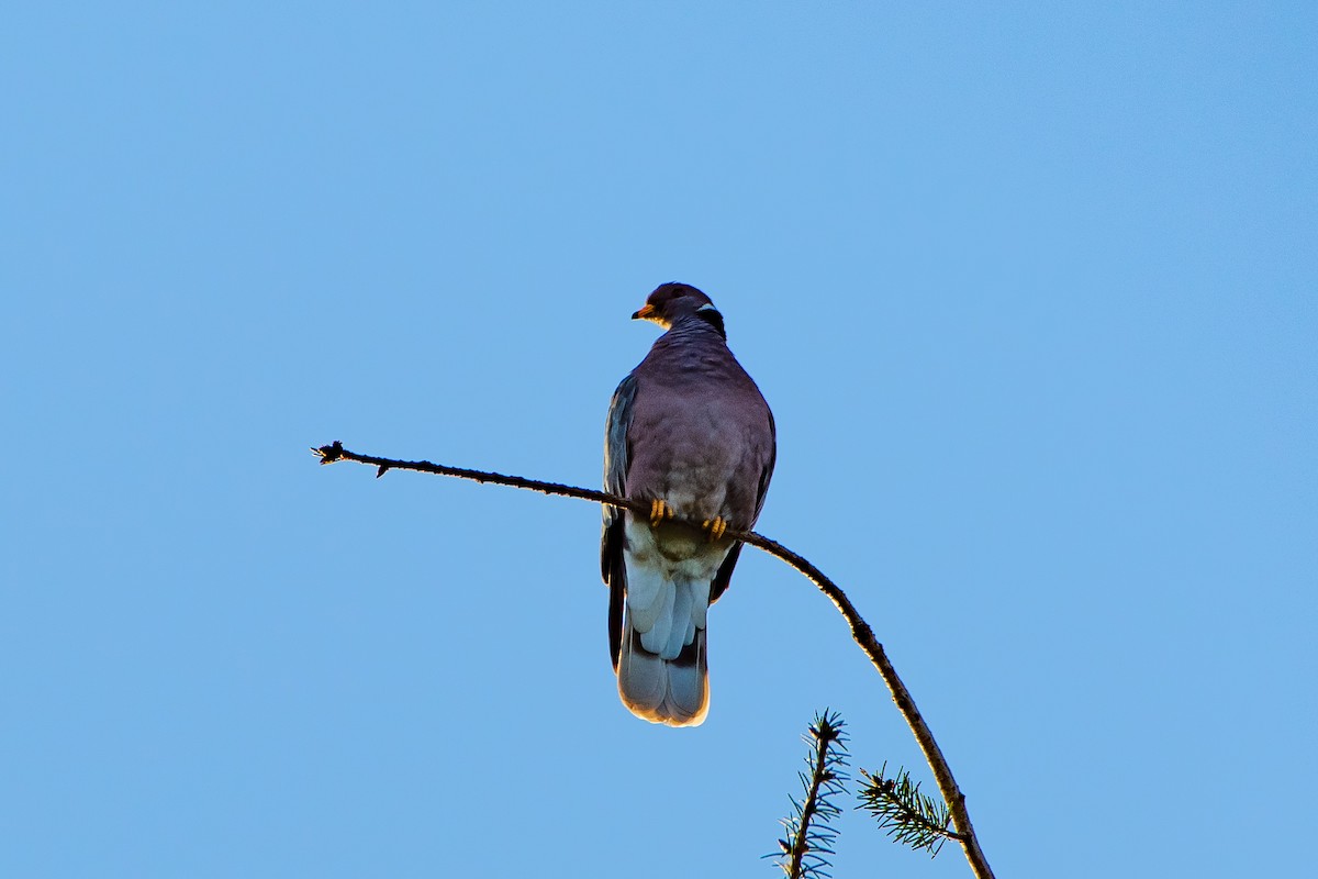 Band-tailed Pigeon - ML616124997