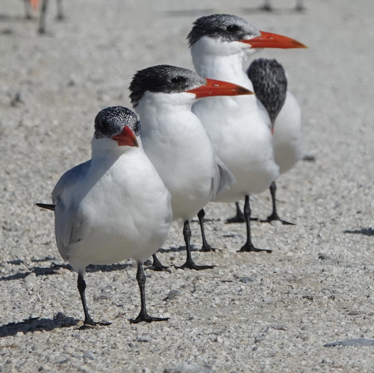 Caspian Tern - ML616124999