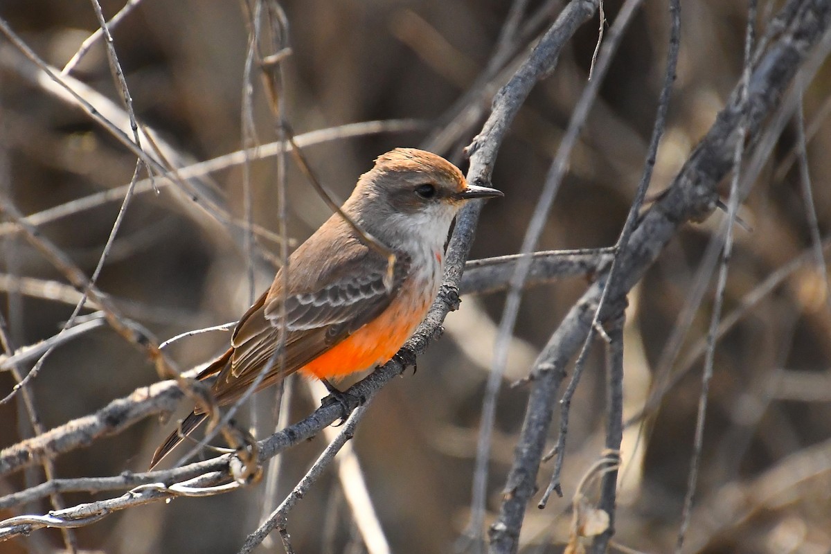 Vermilion Flycatcher - ML616125015