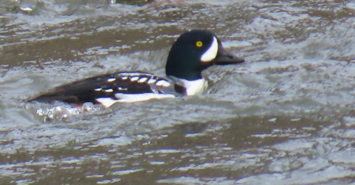 Barrow's Goldeneye - ML616125099