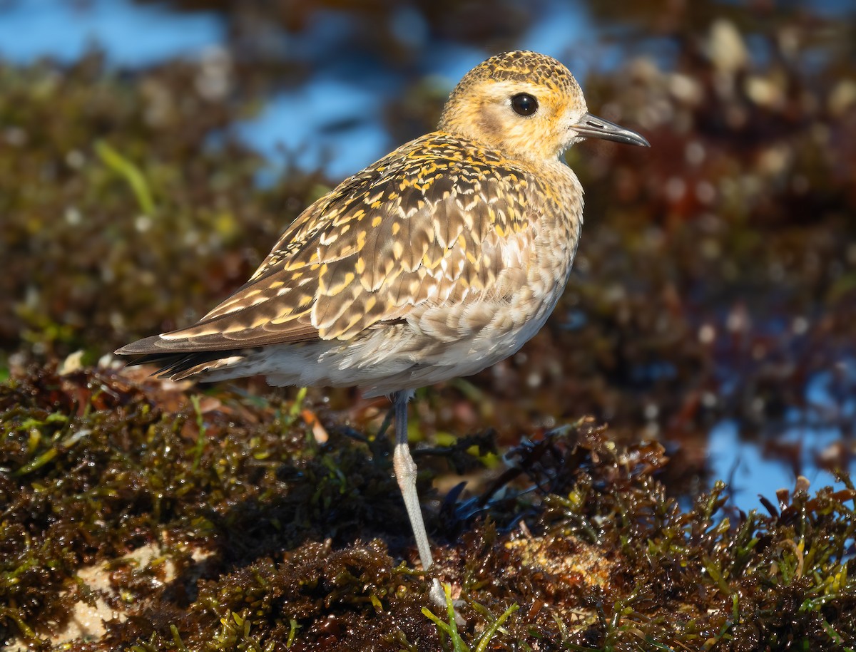 Pacific Golden-Plover - ML616125179