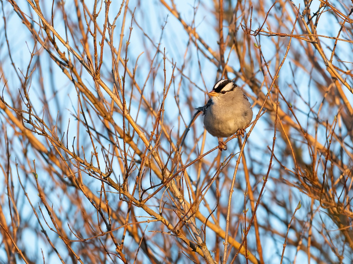 White-crowned Sparrow - ML616125244
